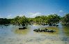 Cliquez ici pour voir l'image (mangrove1.jpg)